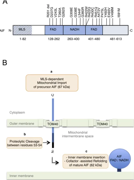 Fig. 1. A) Schematical presentation of the characteristic domains of human AIF. The domains are: Mitochondrial Localisation Signal (MLS, residues 1 to 82), FAD-binding domain (residues 128 to 262 and 401 to 480), NADH binding domain (residues 263 to 400), 