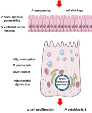 Table 3.  Summary of experimental protocols. Proliferative Caco-2 cells (3 or 7 days post-seeding on plates or  porous filters) were used before confluence