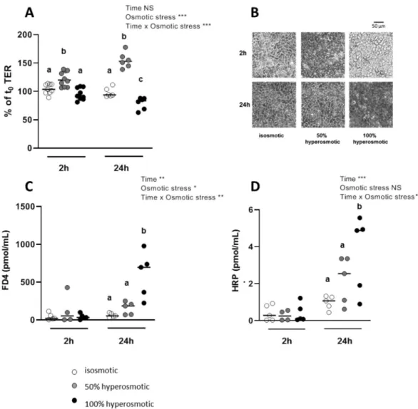 Figure 2.  Effects of apical hyperosmolarity on trans-epithelial electrical resistance, cell morphology and  epithelial permeability to macromolecules markers