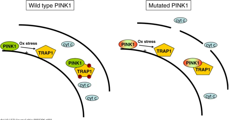 Figure 1. A Mechanism through which PINK1 Mutations under Conditions of Increased Oxidative Stress May Sensitize Dopaminergic Neurons  to Cytochrome c Release and Subsequent Cell Death, Eventually Causing PD