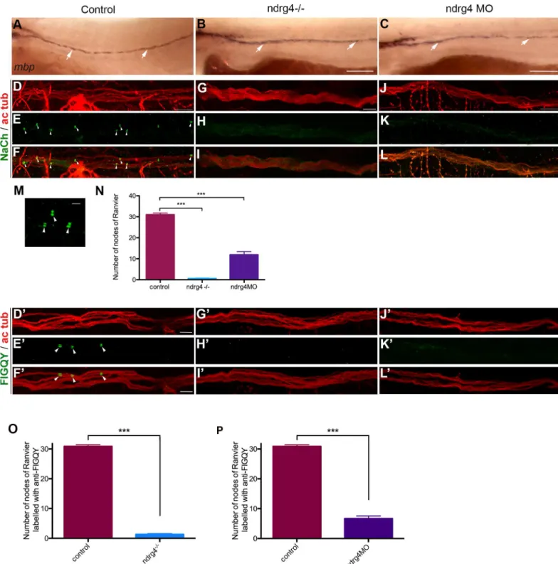 Fig 2. ndrg4 is required for sodium channel and neurofascin clustering in the peripheral nervous system