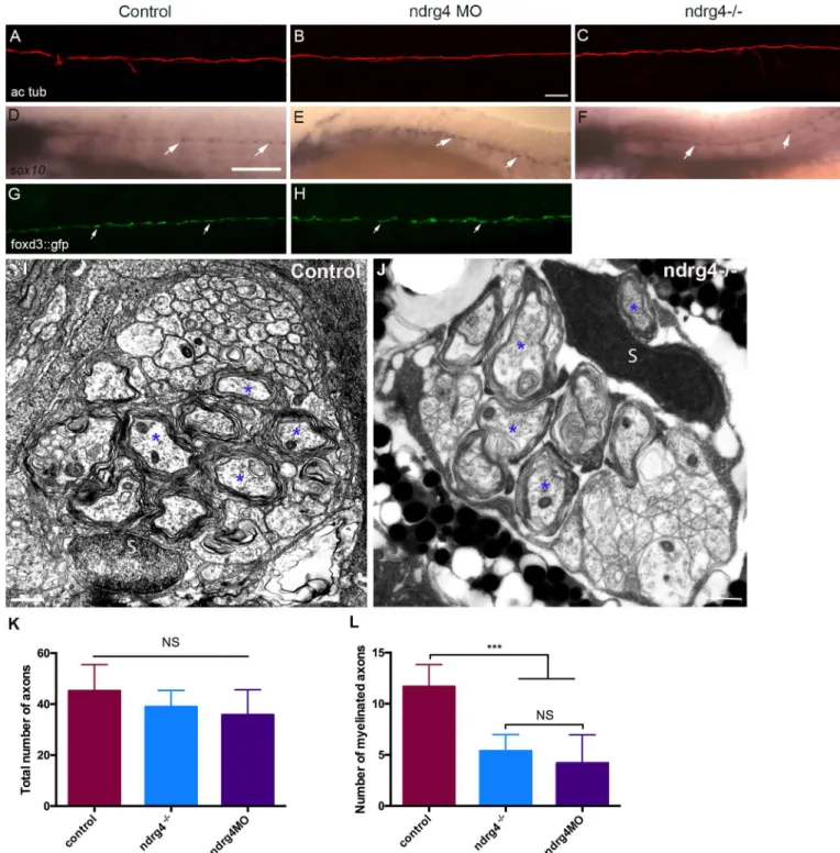 Fig 3. ndrg4 is not required for axonal outgrowth or early Schwann cell development. Acetylated tubulin expression in control (A), ndrg4 mutant (C) and morphant (B) embryos at 4 dpf showing the PLLn nerve