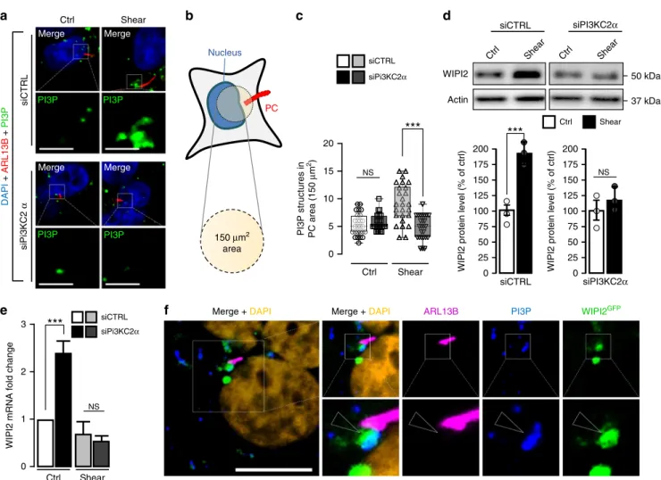 Fig. 2 Shear-stress-induced PI3P synthesis at the PC depends on PI3KC2 α . a Representative confocal images upon shear-stress conditions of PI3KC2 α knocked down HK2 cells (siPI3KC2 α ), compared to control cells (siCTRL), immunostained for ARL13B, PI3P (u