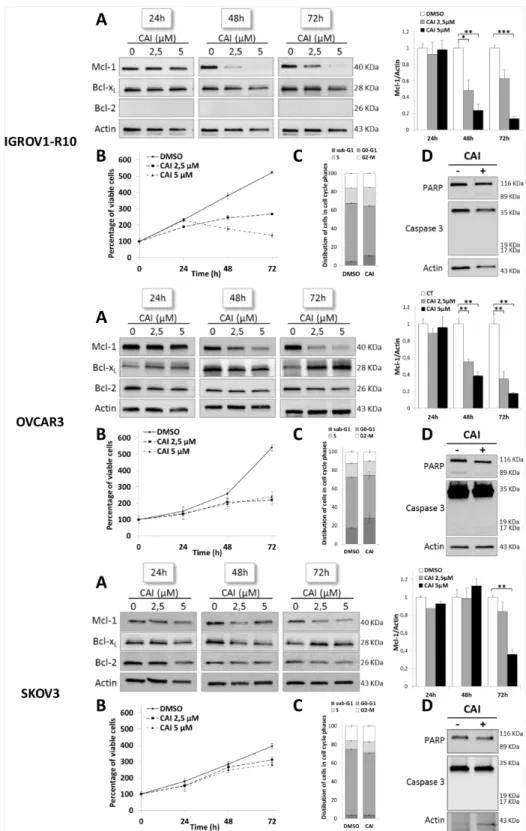 Figure 1: CAI inhibits Mcl-1 protein expression and has an anti-proliferative effect on three ovarian cell lines