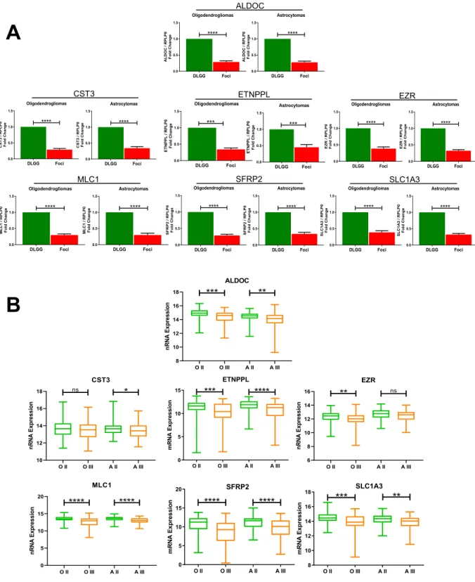 Figure 2.  qPCR validation of differentially-expressed genes and expression in grade II and III gliomas