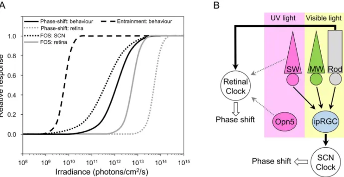 Fig 4. The light-response of SCN and retinal clocks is different and involves distinct photoreceptors