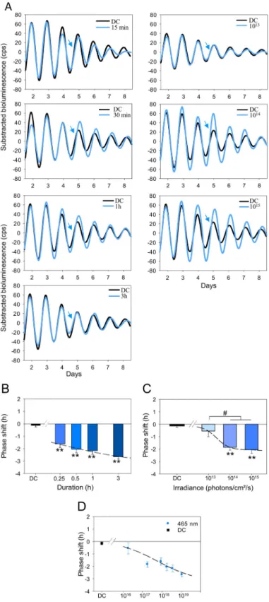 Fig 1. Temporal and irradiance responses for light-induced phase shifts of the retinal clock at 465 nm in the WT Per2 Luc mice