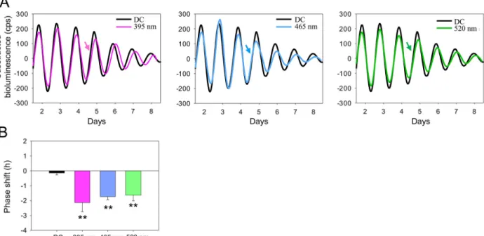 Fig 2. Different wavelengths of light induce a similar phase shift of the retinal clock in the WT Per2 Luc mice