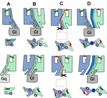 Fig 6. Proposed functional properties of CB 1 R-5-HT 2A R heteromers. In (A), agonist binding to CB 1 R (blue) or 5-HT 2A R (light green) triggers the conformational changes of TMs 5 and 6, opening the intracellular cavity for Gi and Gq binding, respective