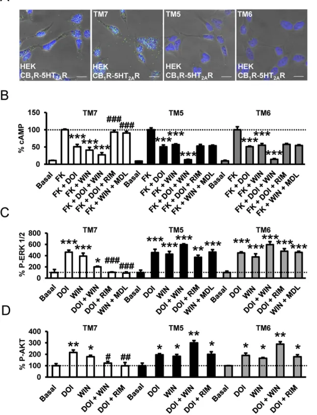 Fig 7. Interacting protomer domains in CB 1 R-5-HT 2A R heteromers and heteromer disruption by TM interference peptides