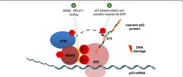 Fig. 3 Model of the p53 translating ribosome formed by MDM2, following DNA damage. The interactions of MDM2 with the ribosomal proteins RPL5 and RPL11 (highlighted in yellow colour), are required for the phosphorylation of the nascent p53 peptide by ATM, l