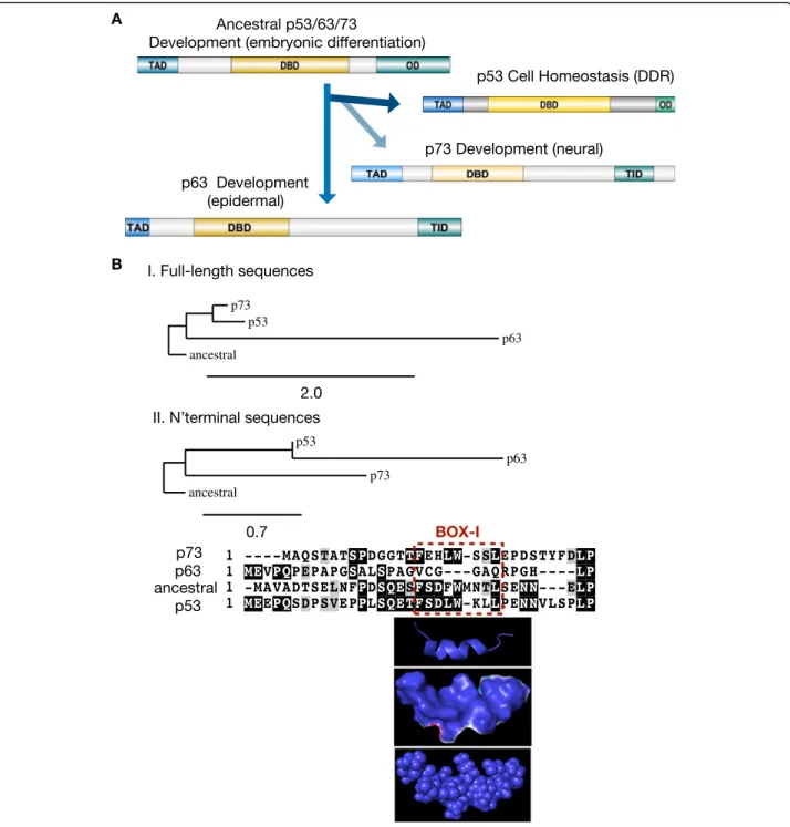 Fig. 1 The evolution of p53. a Illustration of the roles and the main functional protein domains of proteins of the p53 family