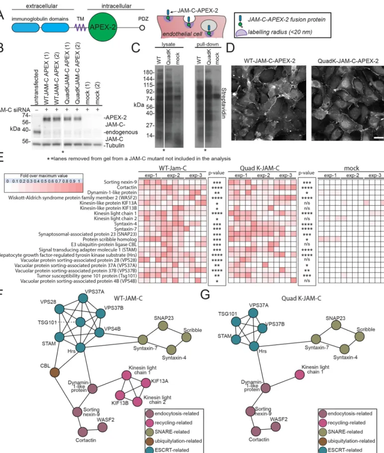 Fig 6. An APEX-2 proximity-labelling approach reveals potential JAM-C trafficking machinery