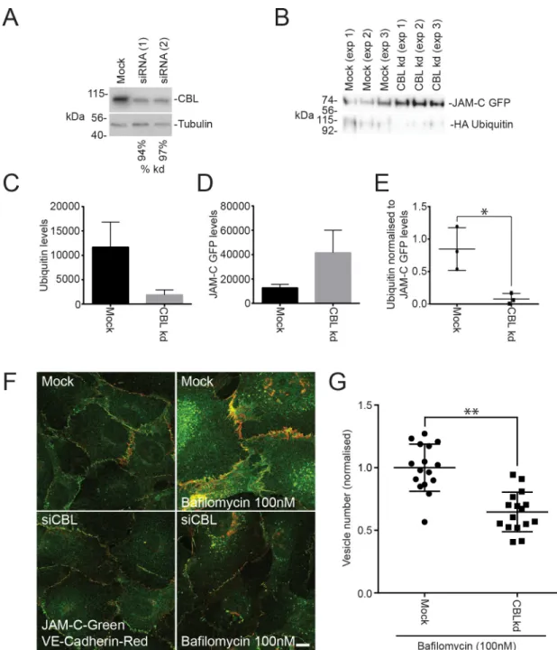 Fig 7. JAM-C is ubiquitylated by the E3 ligase CBL. (A–G) HUVECs were transfected with 2 different CBL siRNAs over a 96-h period