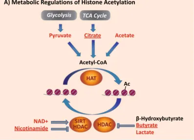 Figure 4.  Schematic pathways for metabolic regulations of histones post-translational modifications: 