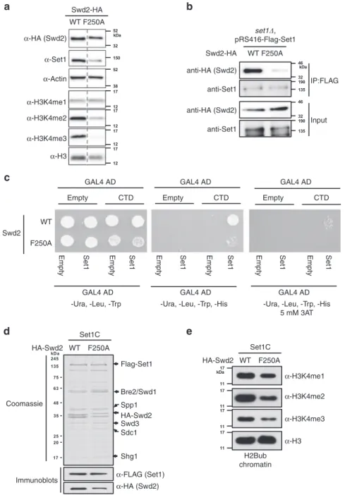 Fig. 5 The Swd2 WD40 domain is critical for COMPASS function. a Swd2 – HA or Swd2 – F250A – HA were expressed in an swd2Δ deletion strain