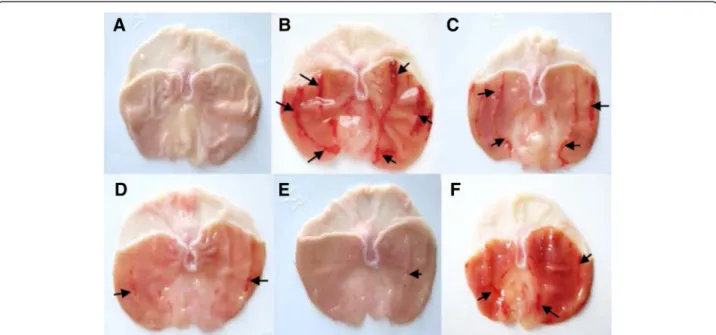 Fig. 1 Subacute effect of caob pods aqueous extract (CPAE) and famotidine (FAM) on macroscopic changes induced by ethanol (EtOH) in rats.