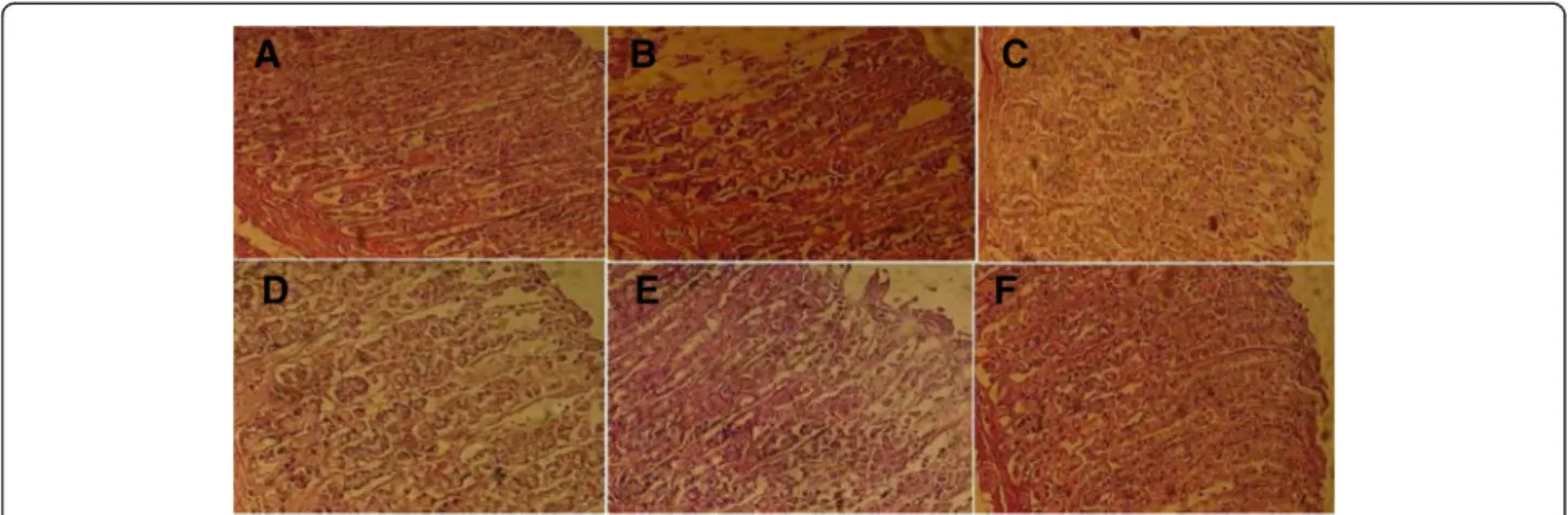 Fig. 2 Subacute effect of caob pods aqueous extract (CPAE) and famotidine (FAM) on histological changes induced by ethanol (EtOH) in rats.