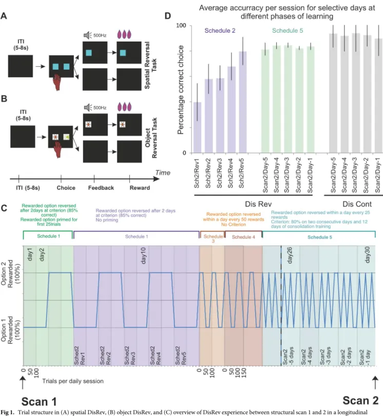 Fig 1. Trial structure in (A) spatial DisRev, (B) object DisRev, and (C) overview of DisRev experience between structural scan 1 and 2 in a longitudinal investigation of the effect of learning on brain structure and function