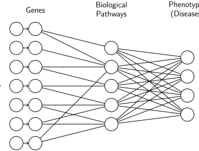Fig 1. Example of neural network architecture. For the first layer, the connections are defined by biological information, i.e