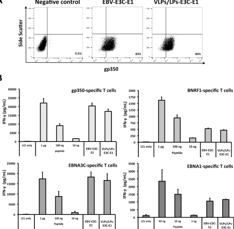 Fig 2. Modified VLPs/LPs that lack gp110 are antigenic and stimulate multiple EBV-specific T cells