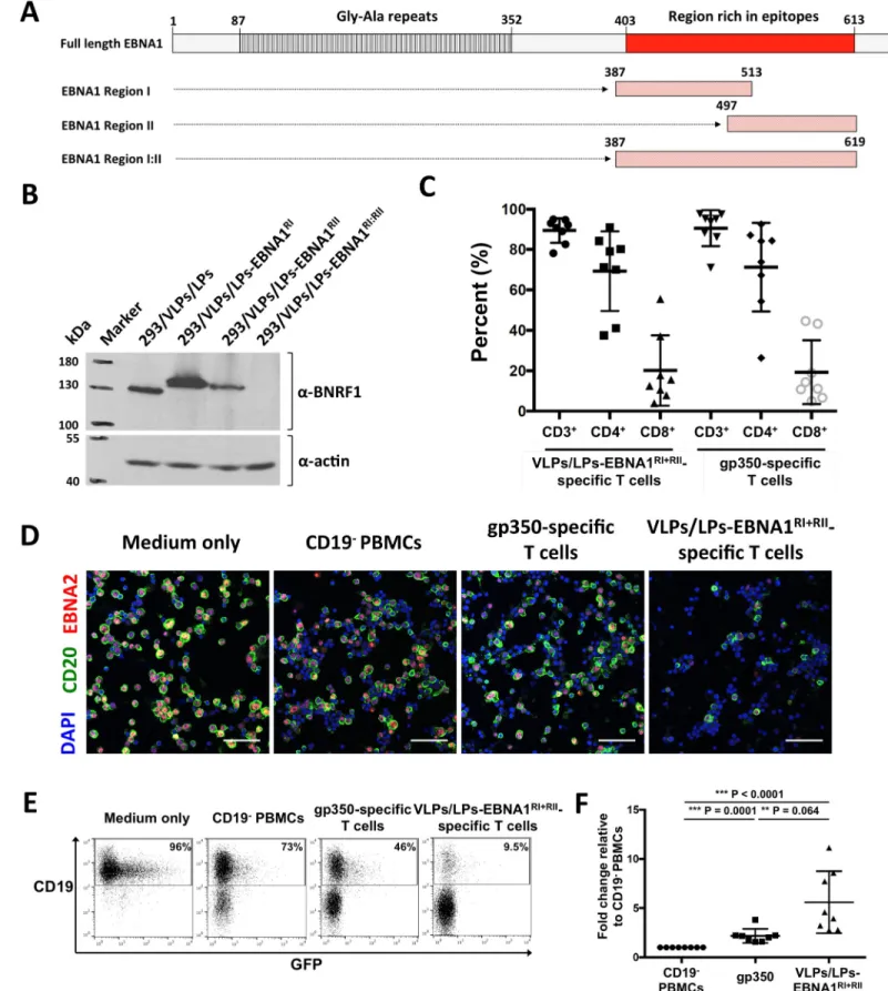 Fig 3. VLPs/LPs containing EBNA1 fragments expand T cells that efficiently target EBV-infected B cells