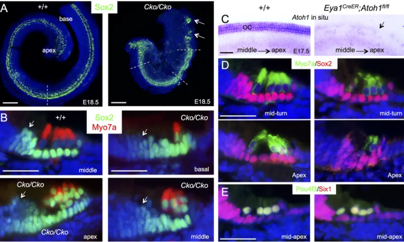 Fig 3. Downregulation of Sox2 in differentiating hair cells is disrupted in Six1 CKO. (A) Immunostaining for Sox2 (green) on whole-mount and (B) Sox2 (green)/Myo7a (red) on sections of cochleae from wild-type or Six1 CKO (Eya1 CreER ;Six1 fl/fl ) littermat