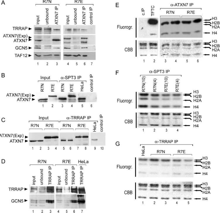 Figure 6. TFTC Subunit Composition and HAT Activity Are Not Altered by PolyQ-Expanded ATXN7 in R7E Retina