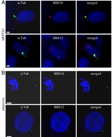 Fig. 1. Localization of BBS10 and BBS12 proteins in renal epithelial cells and mature adipocytes