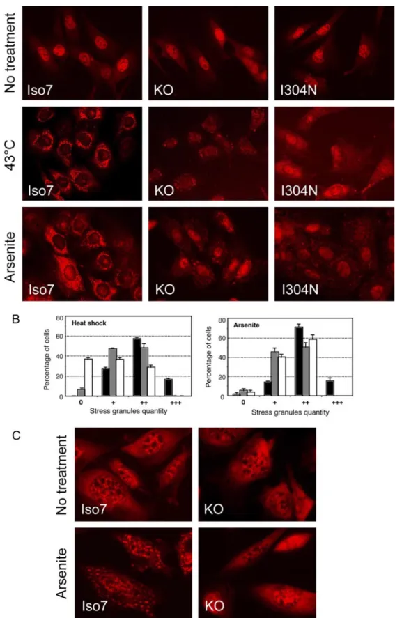 Figure 6. Absence of FMRP or point mutation I304N in its second KH domain impairs SG formation in mouse fibroblasts after various stresses