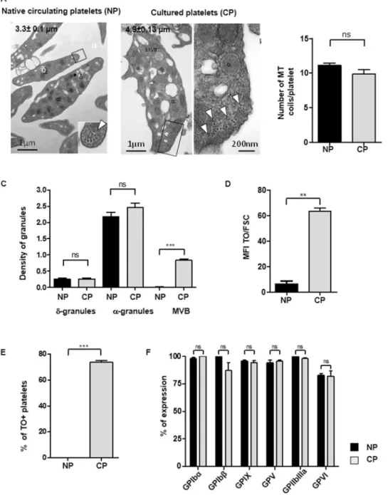 Figure 1.  Characteristics of cultured platelets. (A) Platelet ultrastructure. Representative transmission electron  microscopy (TEM) images of Native platelets (left panel, Bar = 1  µ m) and Cultured platelets (right panel,  Bar = 1  µ m and 200 nm)