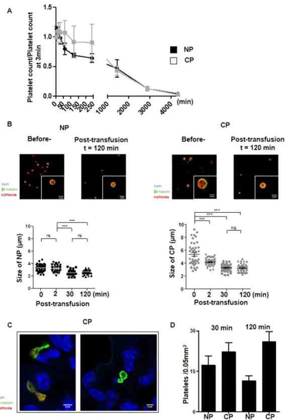 Figure 3.  Functionality of cultured platelets. (A) Platelet recirculation mouse model