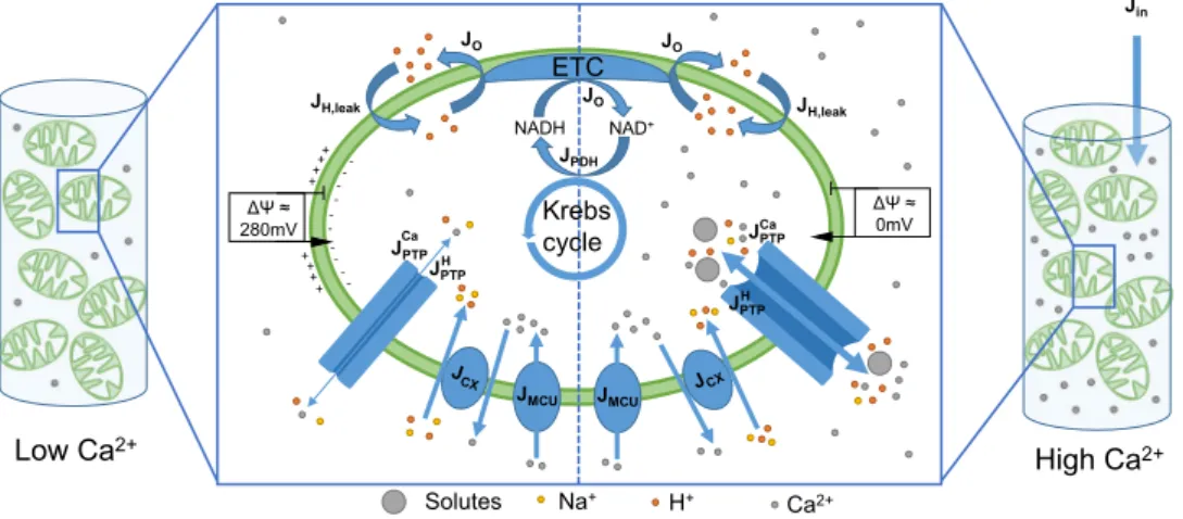 Figure 1.  Schematic representation of the model describing Ca 2 +  dynamics and mPTP opening in  mitochondrial suspensions