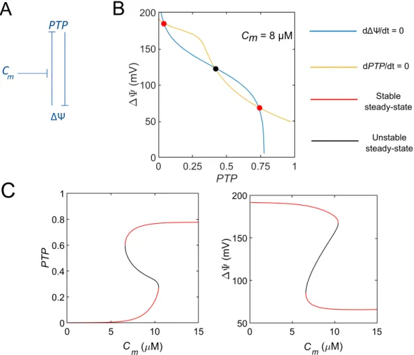 Figure 2.  A two-variable model describing mPTP opening. (A) Scheme of the model. The positive feedback  loop between the fraction of open mPTP (PTP) and mitochondrial voltage (∆Ψ) underlies bistability