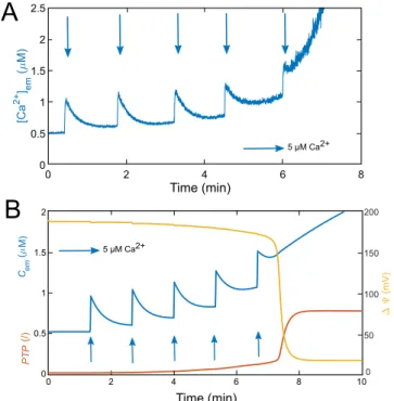 Figure 3.  Successive additions of Ca 2 +  leading to mPTP opening in experiments and in the model