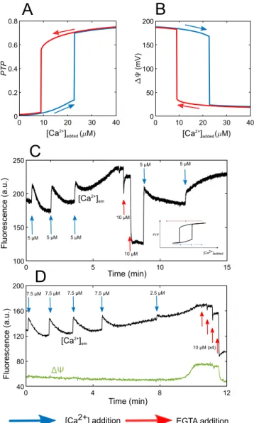 Figure 4.  mPTP opening corresponds to a bistable switch. Numerical bifurcation diagrams of the fraction of  open mPTP, PTP (A) and ∆Ψ (B) as a function of added Ca 2 + 
