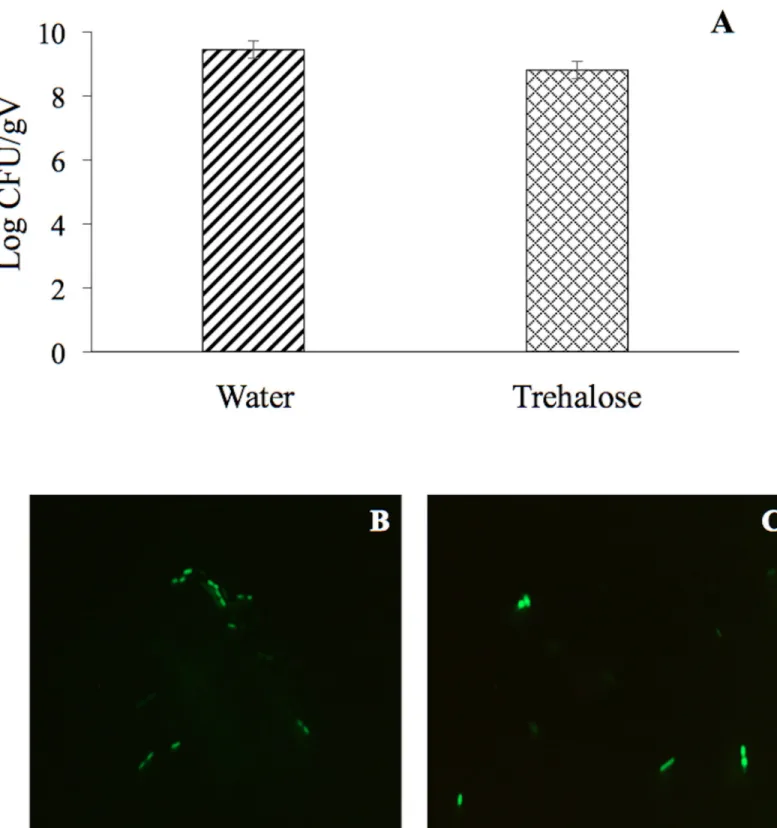 Fig 3. Rhizosphere colonization by P. putida KT2440. (A) Cell abundance from plants inoculated with rehydrated 18 DABD cells without protection in comparison to cell abundance from plants inoculated with rehydrated DABD cells in the presence of trehalose (