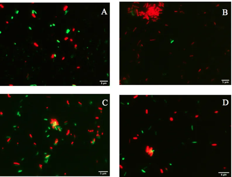 Fig 8. Mean fluorescence intensity (MFI) of the same images as in Fig 7. (A) Analysis of SYTO 9