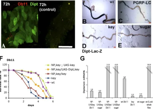 Figure 6. The imd-Dependent Immune Response in the Midgut Mediates Host Defense against S