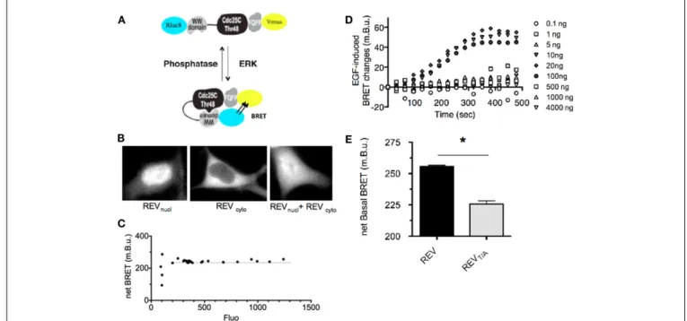 FIGURE 1 | Design and characterization of REV, a BRET-based sensor of ERK activity. (A) Schematic representation of ERK sensor-conformational changes induced upon ERK activation, adapted from Harvey et al