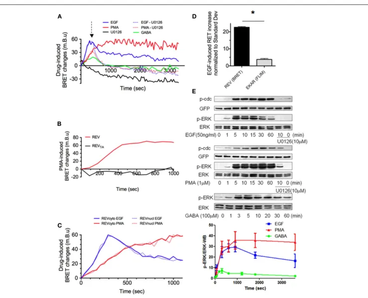 FIGURE 2 | REV, a sensitive BRET sensor of ERK activity. (A–D) Drug-induced BRET changes of REV were measured in HEK293T cells population, in the Mithras luminescence-fluorescence plate reader