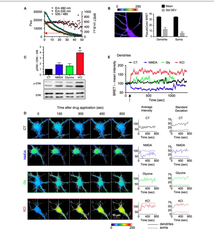 FIGURE 3 | Stimulus-specific responses of ERK signaling reported by REV in neuronal sub-cellular compartments