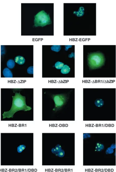 Fig. 4. Subcellular localization of HBZ and its mutants in COS cells.