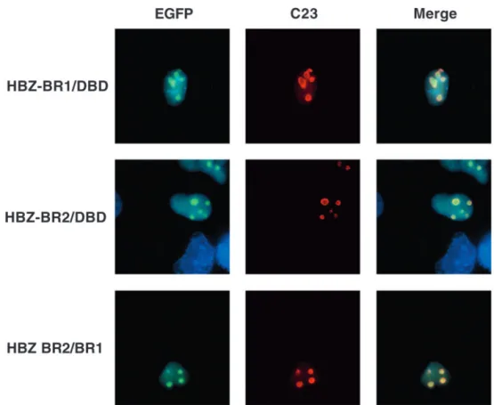 Fig. 5. Colocalization of HBZ mutants deleted of their N- and  C-terminal domains with C23 in the nucleoli