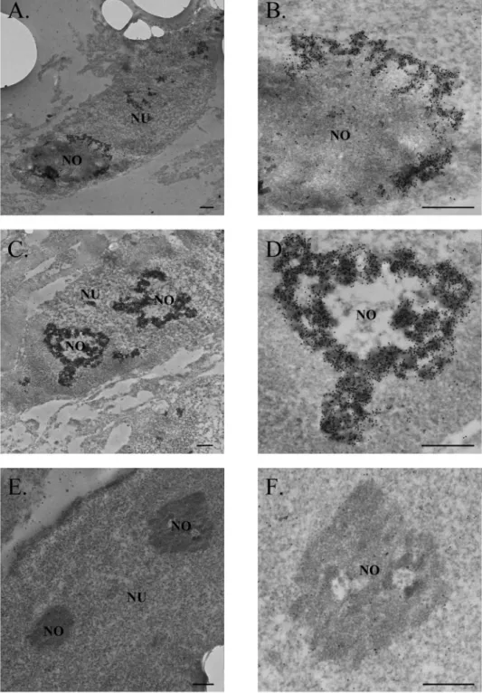 Fig. 8. HBZ localization in heterochromatin of transfected COS cells. COS cells transfected with pcDNA3.1(–)/Myc-His-HBZ (A-D) or pcDNA3.1(–)/Myc-His (E-F) for 36 hours were fixed with 2.5% formaldehyde and embedded in Lowicryl resin