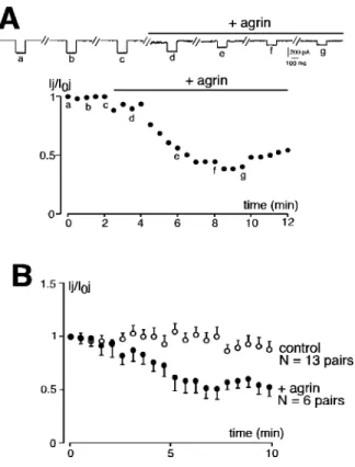 Figure 5. Agrin-mediated decrease in gap junction–dependent intercellular communication between chromaffin cells in neonates
