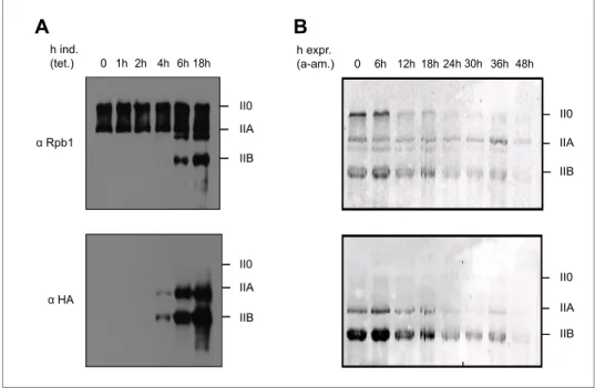 figure supplement 1B) and found that Pol II and all isoforms, including Tyr1P, correlated with  transcription levels of genes (Figure 2—figure supplement 2)
