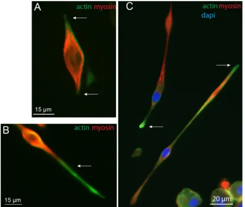 Figure 2.  Immunofluorescence of actin and myosin. Immunofluorescence images with actin (green), myosin  (red) and nucleus (blue) staining of myoblasts in the process of elongation, observed at 7 DIV.