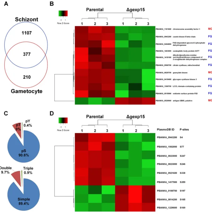 Fig 7. Differential proteome and phosphoproteome of parental and Δgexp15 gametocytes in P