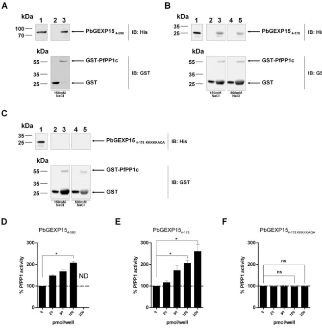 Fig 1. Direct interaction of PbGEXP15 with PP1c and its effect on the phosphatase activity in vitro